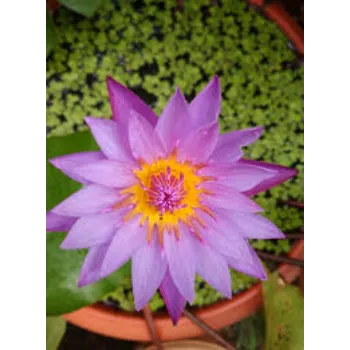 7a-lotus plant-6200810-48130.webp
